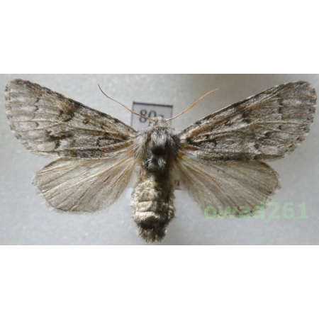 Acronicta menyanthidis (Esper, 1789) Czech80a